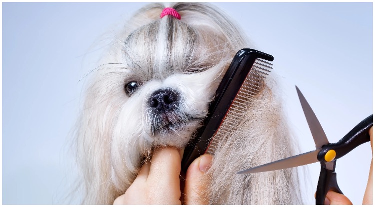 Dog Haircuts: The Most Popular Ones