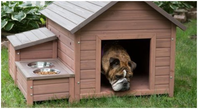 Dog laying in the hot summer heat while his owner wants to buy a dog house with AC