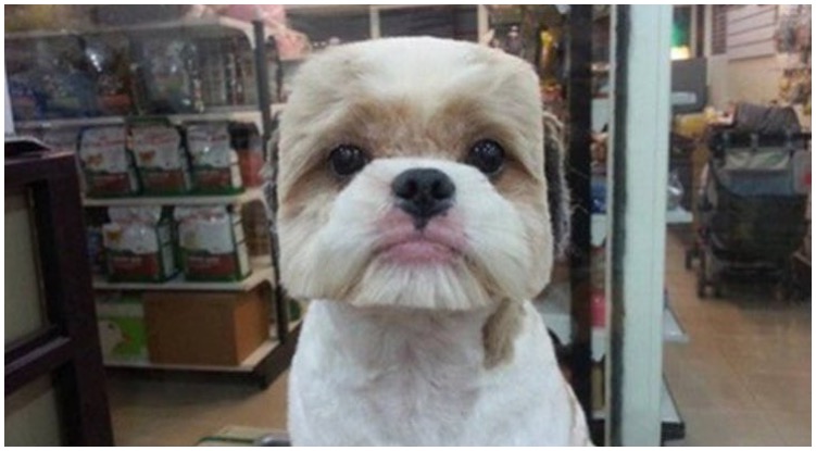 Dog owner looking at his square shaped dog hairstyle thinking it’s one of the bad dog hair cuts