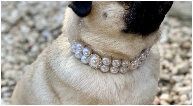 An absolutely stunning pearl dog collar made by the brand Olive & Pearl