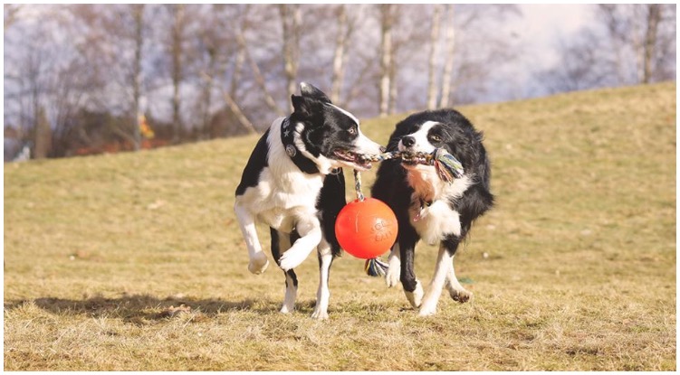 Two adorable canines joyfully playing with dog balls