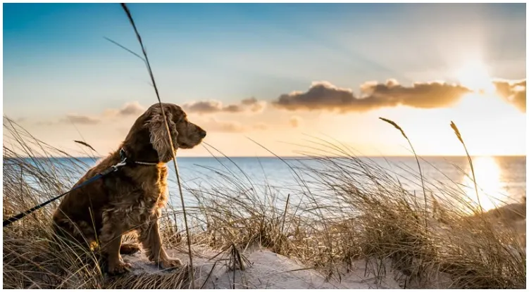 Canine sitting in the sand of one of many dog friendly beaches