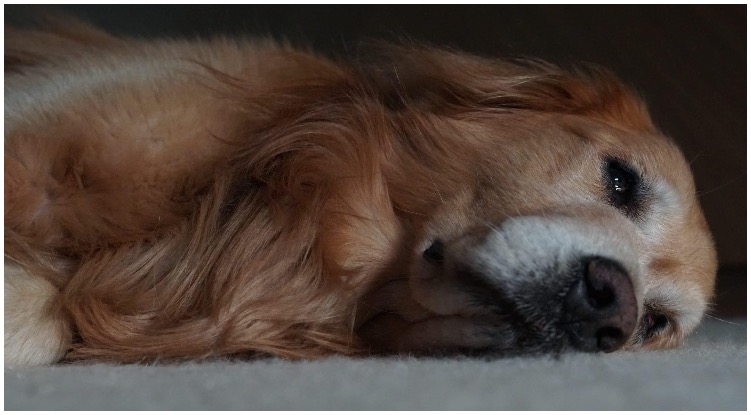 Golden retriever falling to sleep while his owner wonders do dogs sleep with their eyes open?