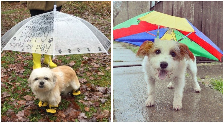Two absolutely adorable dogs wearing different options of a dog umbrella