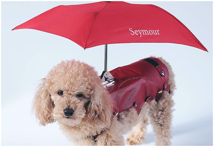A canine wearing a coat with an dog umbrella attached to it