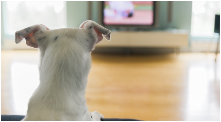 Dog staring at the television while the owner wonders can dogs watch TV