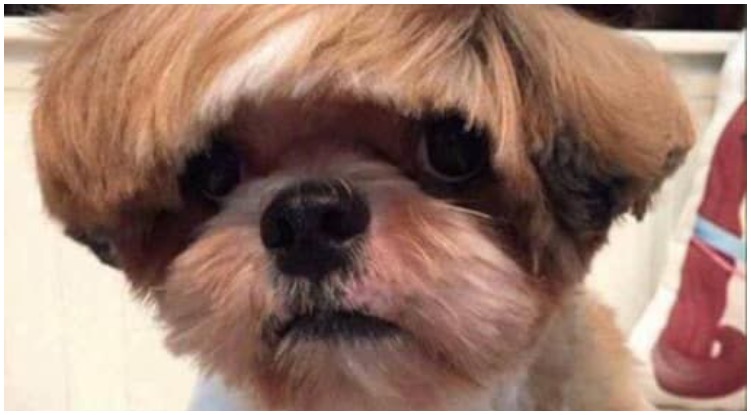 Dog with straight cut bangs