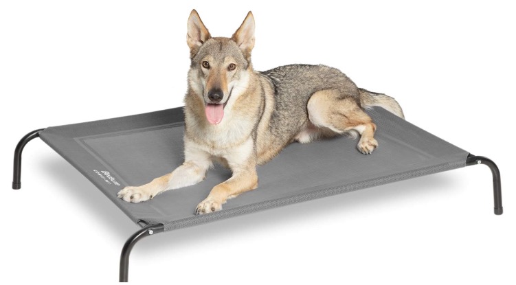 Canine laying down on his elevated bed