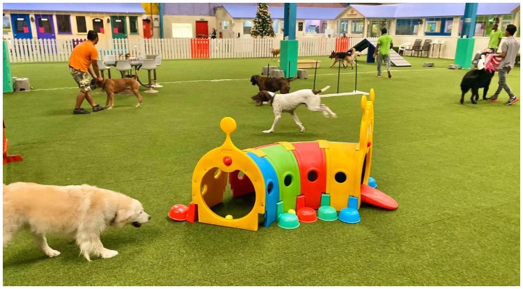Indoor Dog Park: America’s Finest Stay And Play