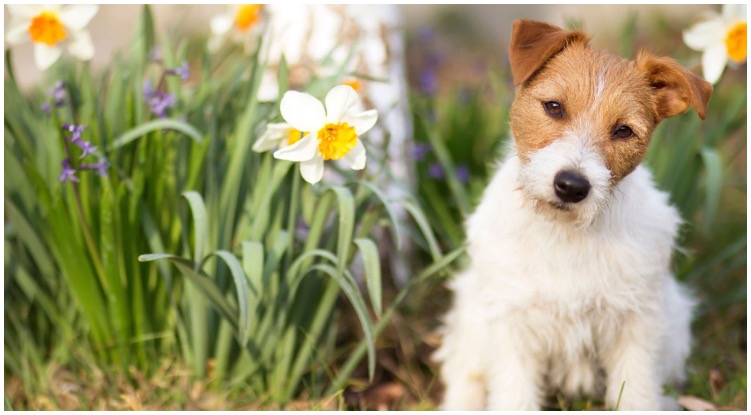 An adorable Jack Russel sitting in a field of flowers while his owner wonders about flower names for dogs