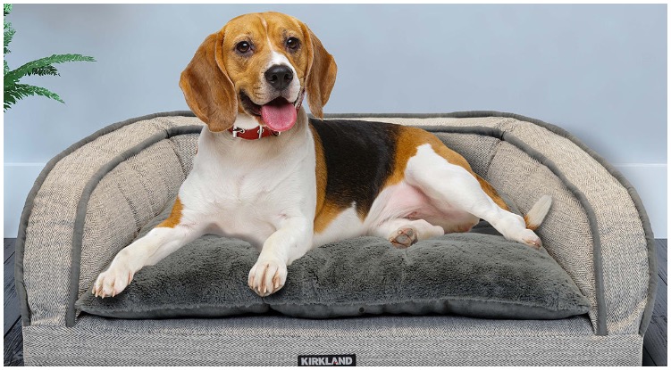 An adorable beagle dog laying on his comfortable kirkland dog bed