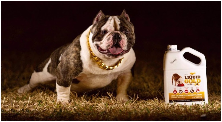 Bulldog standing next to a big gallon of liquid gold for dogs