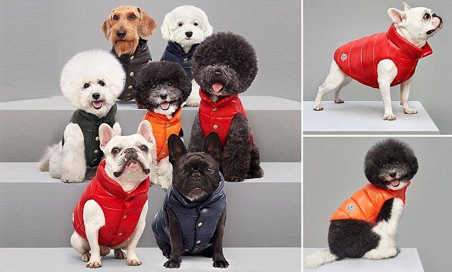 Moncler dog jacket: The best you can buy