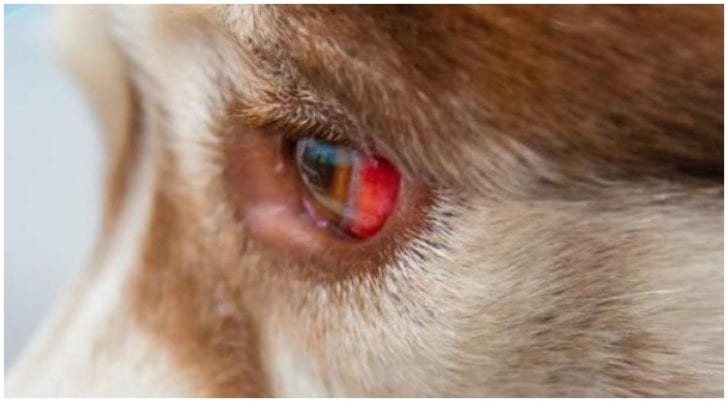 My Dog’s Eye Is Red And Swollen! What To Do? - Golden Retriever Club