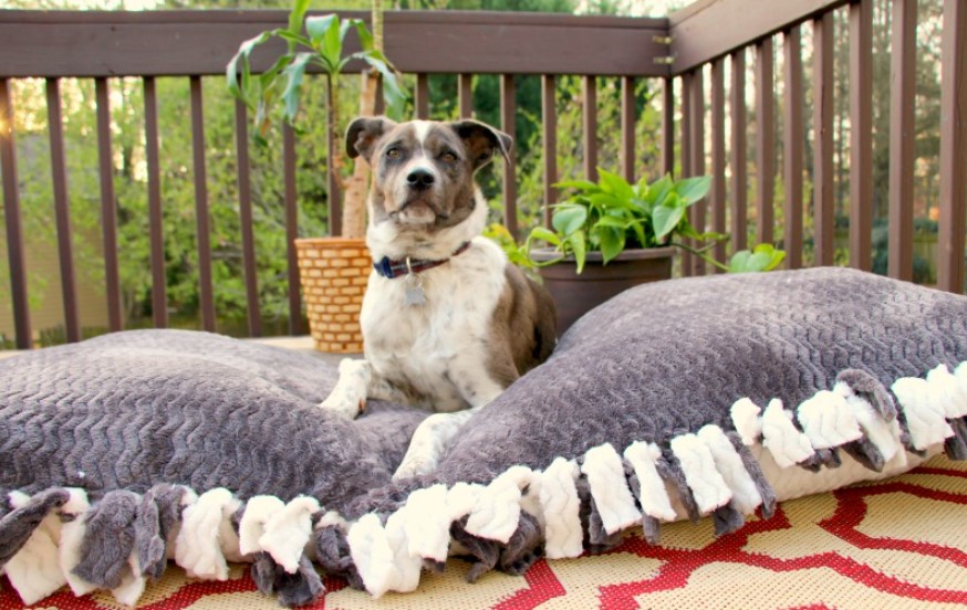 Picture of a no sew dog bed