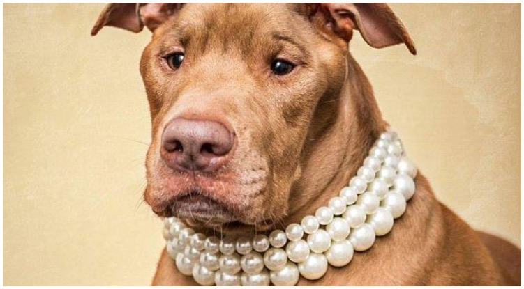 Cute pitbull wearing a fancy pearl dog collar