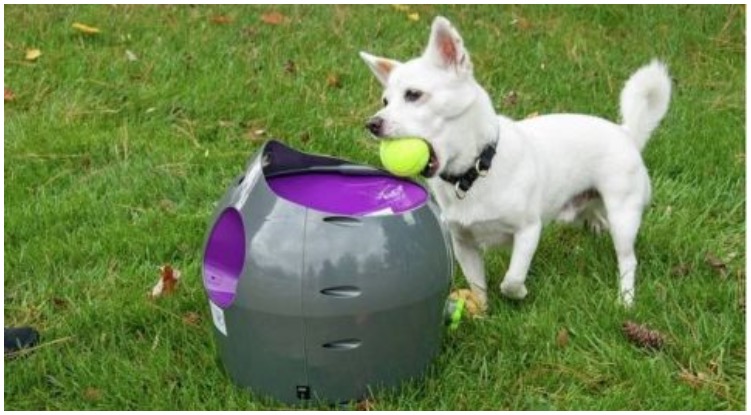 Dog and dog owner getting ready to try out their dog ball launcher 