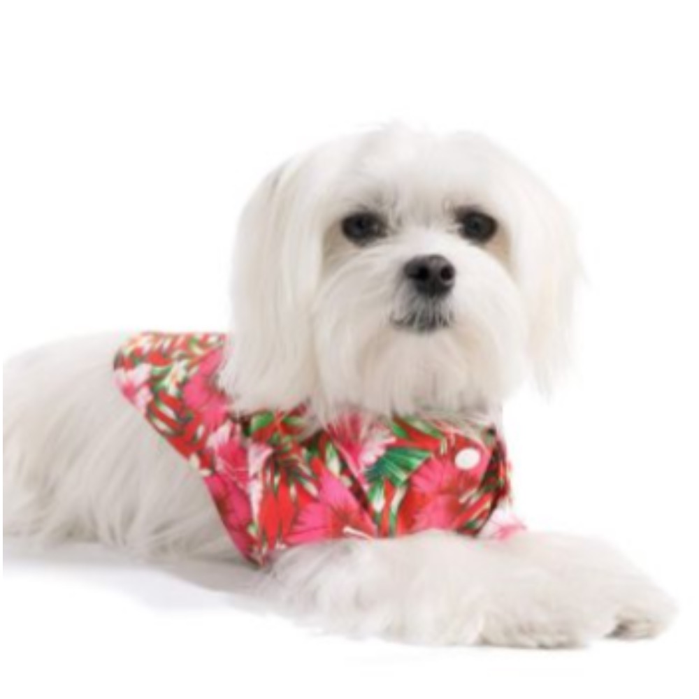 The most adorable Hawaiian shirt on a small pup