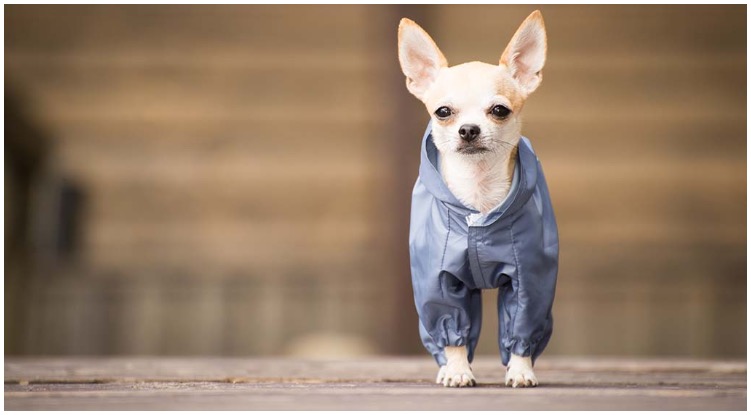 An adorable tiny dog wearing the cutest small dog clothes