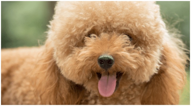 Dog owner looking at his adorable dog with one of these teddy bear dog haircuts