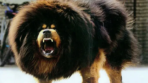 Tibetan Mastiff