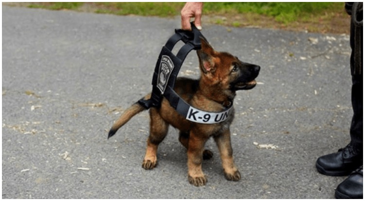 Incredibly cute and small German Shepherds puppy being trained 