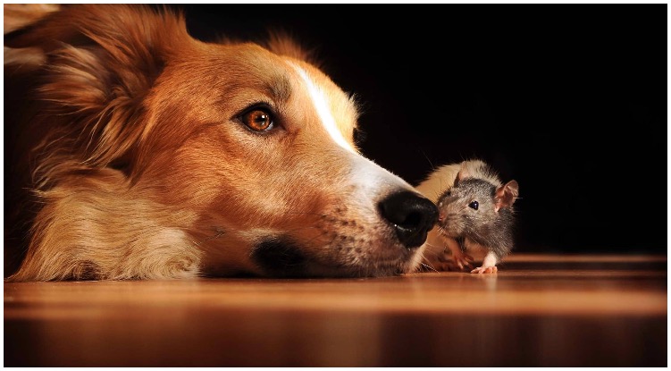 Worried dog owner wondering about the ways vitamin k1 for dogs could help for rat poisoning