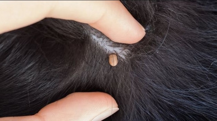 What Does A Tick Look Like On A Dog?