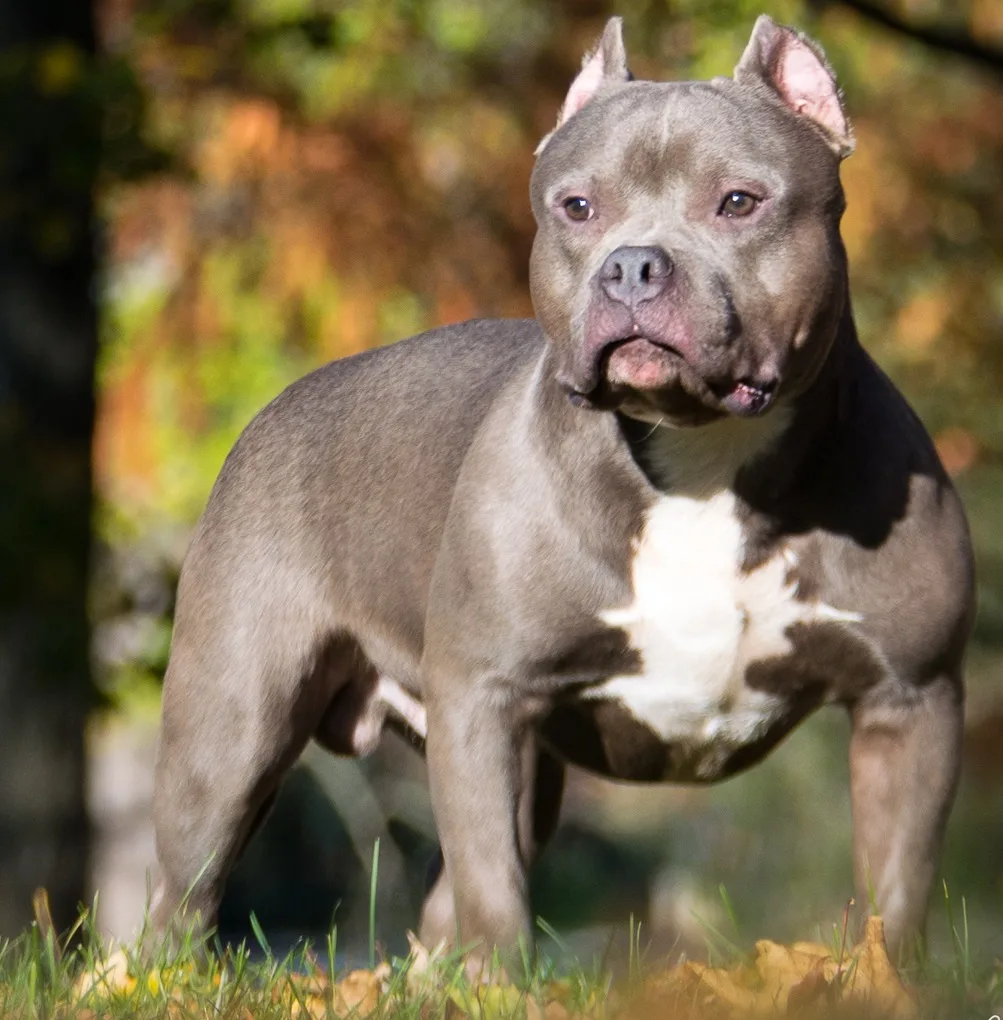 american bully