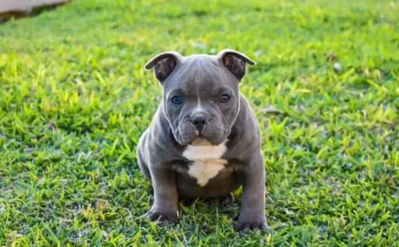 American Bully Puppy