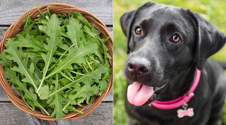 arugula and dog in order to answer can dogs eat arugula?