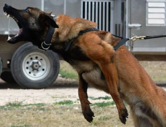 Belgian Malionis, on e of the scariest dog breeds in the world