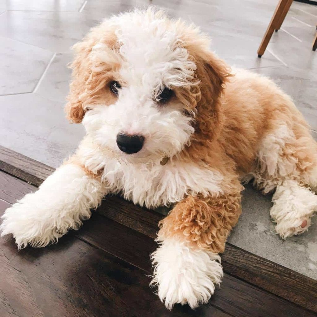 29+ Bernese Mountain Dog Poodle Mix Hypoallergenic Pic 