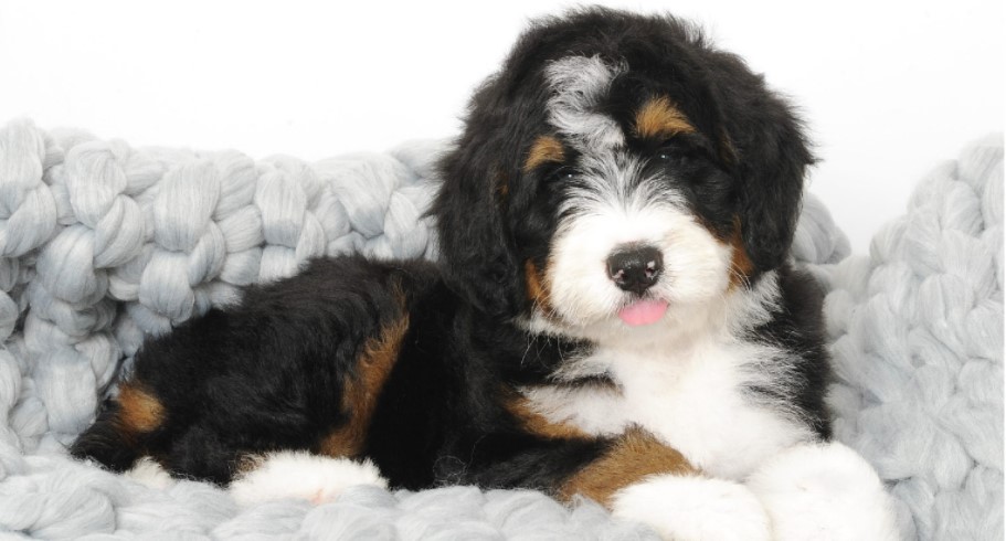 Bernedoodle puppies picture