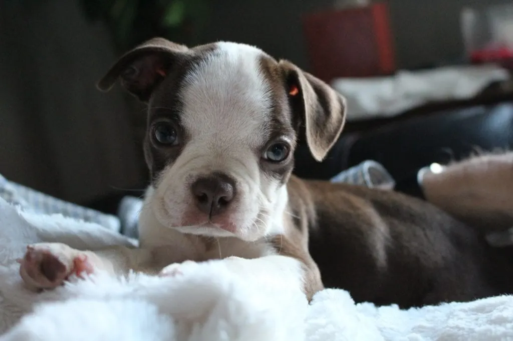 boston terrier