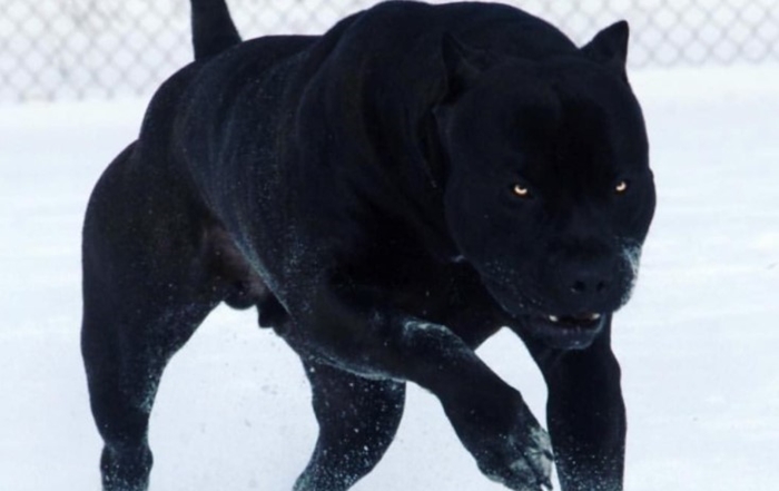Scary Dogs: The Scariest Dog Breeds In The World (+Photos)