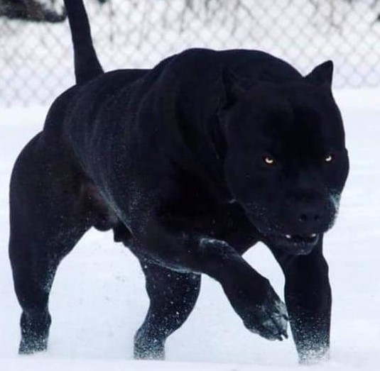 scariest dog breed in the world