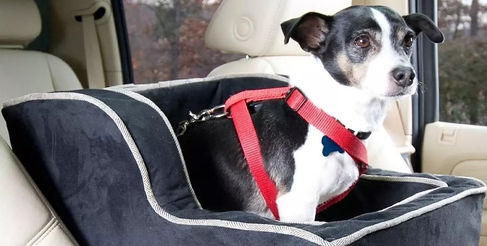 Car dog bed: Which is the best?