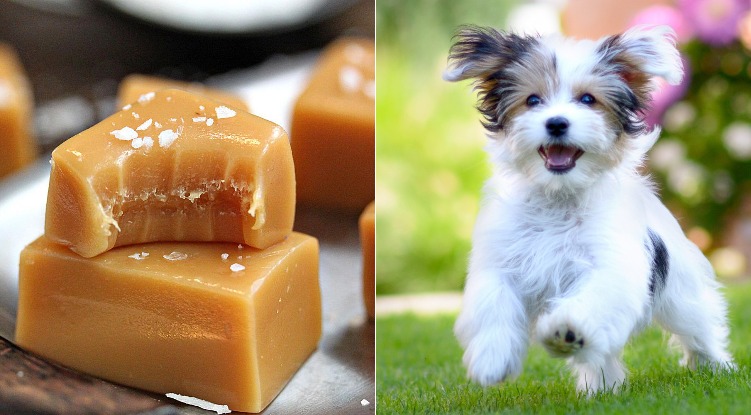 Can dogs eat caramel? Is it safe?