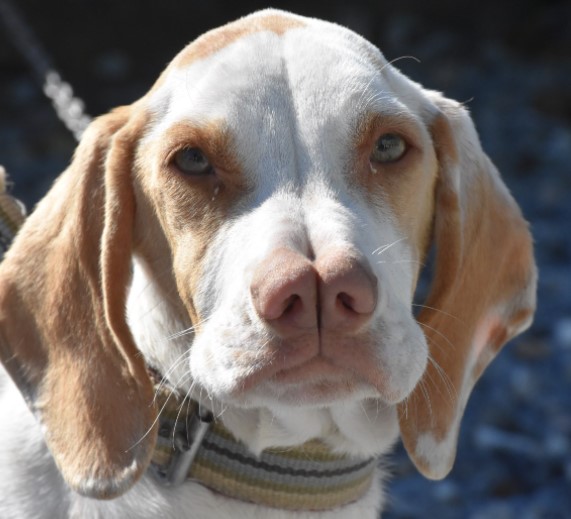 Split Nose Dog Breeds Rare And Mysterious Dogs