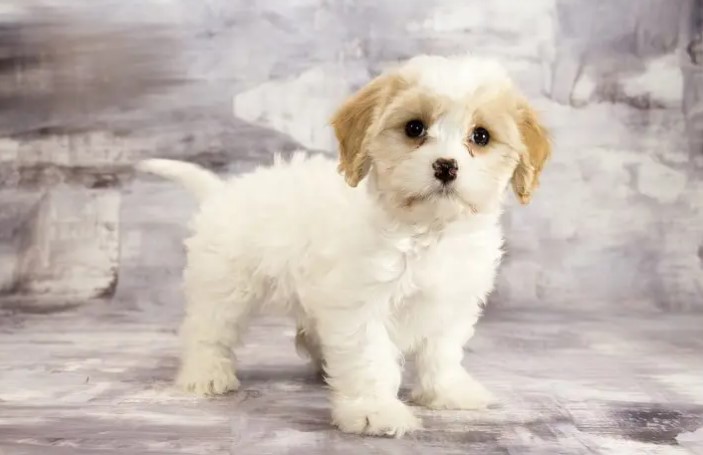 Cavachon Puppies: What To Know Before Buying One?