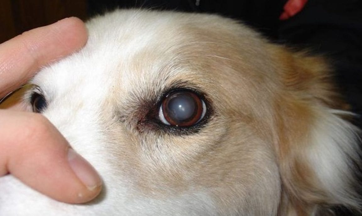 Cloudy Eyes In Dogs What Is Causing Them? Golden Retriever Club