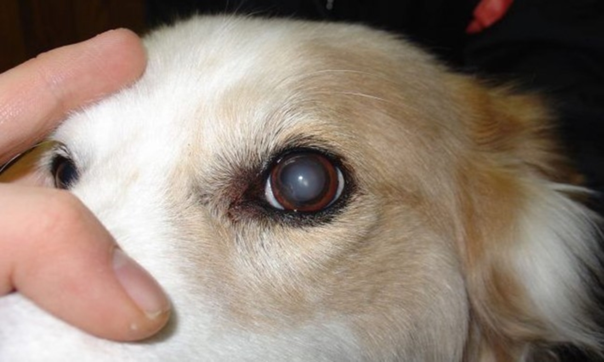 Cloudy eyes in dogs
