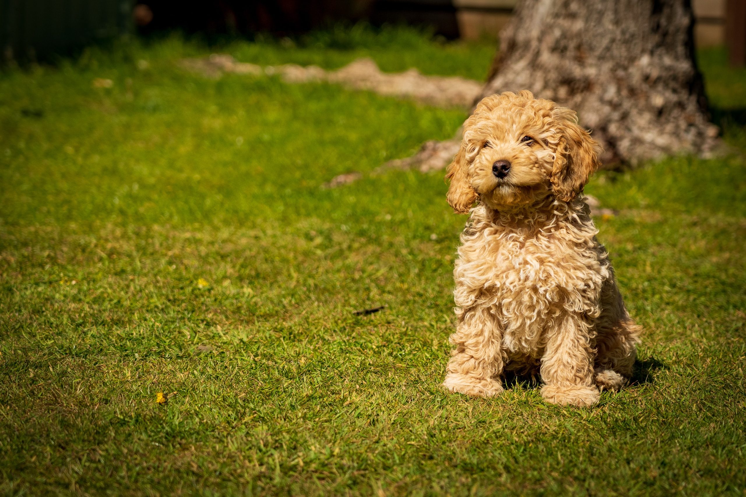Cockapoo puppies for sale: Everything to know