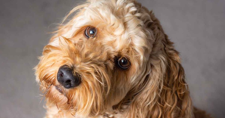 cockapoo puppies