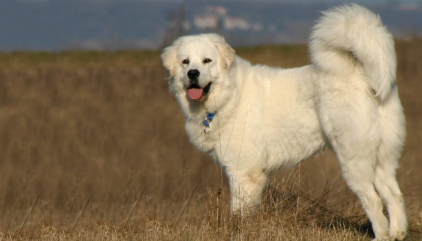 picture of a colorado mountain dog