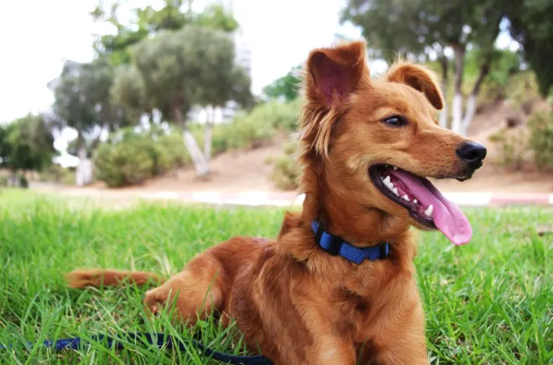 dog with collar on dog zip line