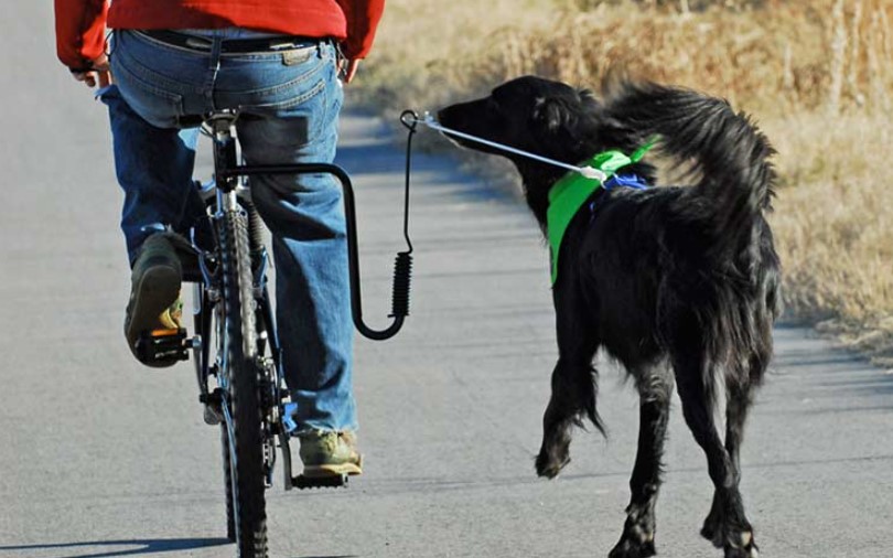 Dog bike leash and dog running