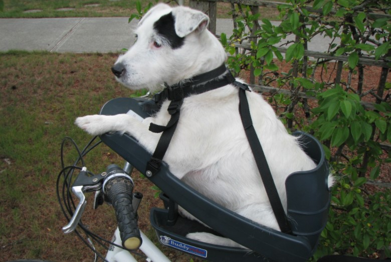 dog sitting in a dog bike seat