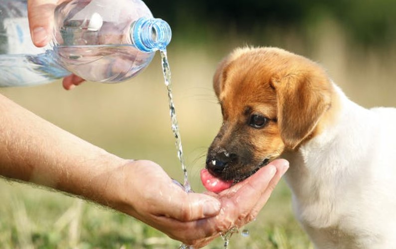 picture of a dog drinking water in order to answer what does dog water mean